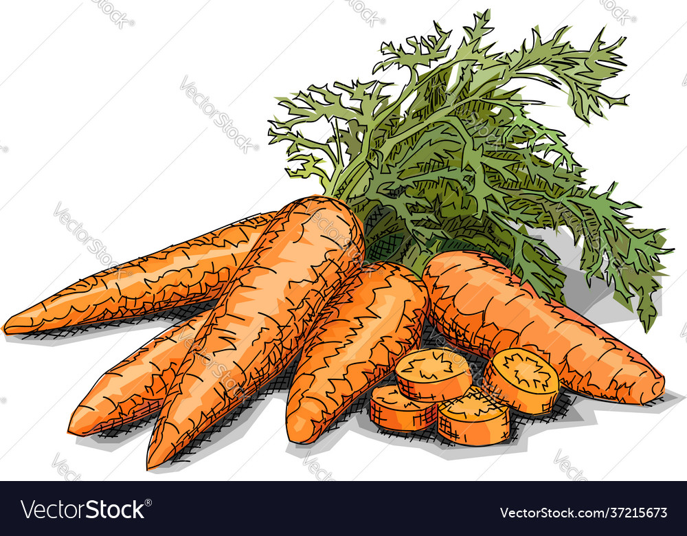 Drawing vegetable carrots Royalty Free Vector Image