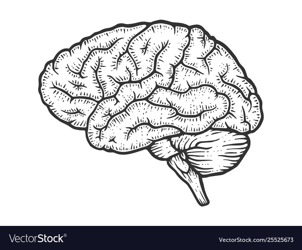 Human Brain Drawing Stock Vector | Adobe Stock