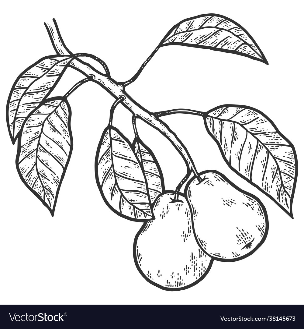 Pear branch sketch scratch board imitation color vector image Pear branch sketch scratch board imitation color