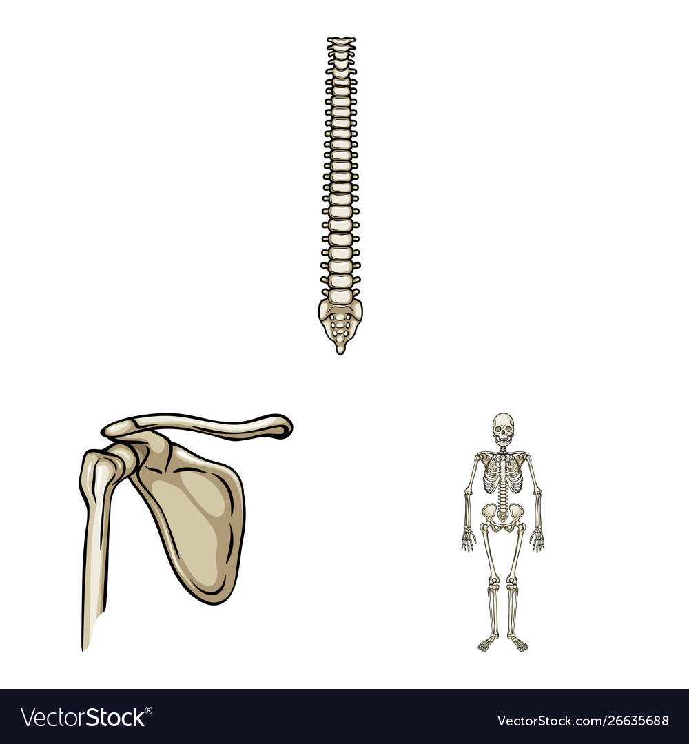 Design bone and skeleton symbol set vector image Design bone and skeleton symbol set