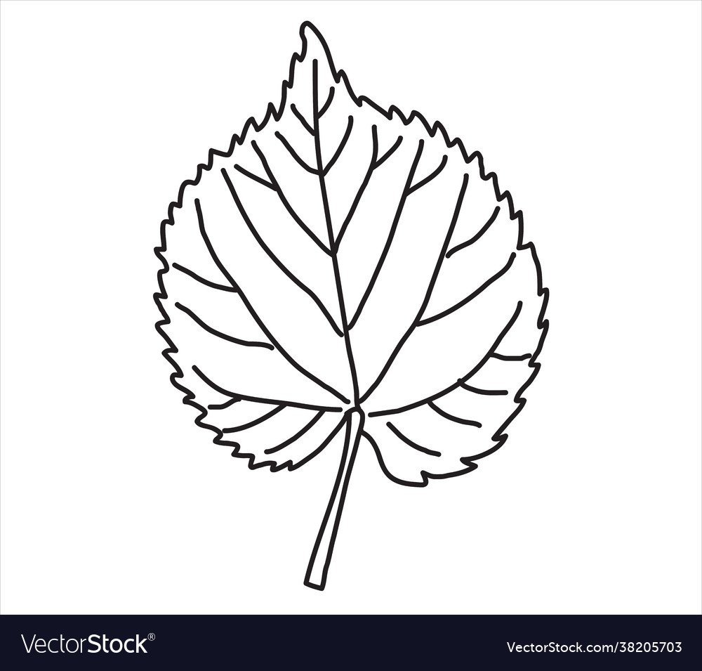 Linden leaf in doodle style Royalty Free Vector Image