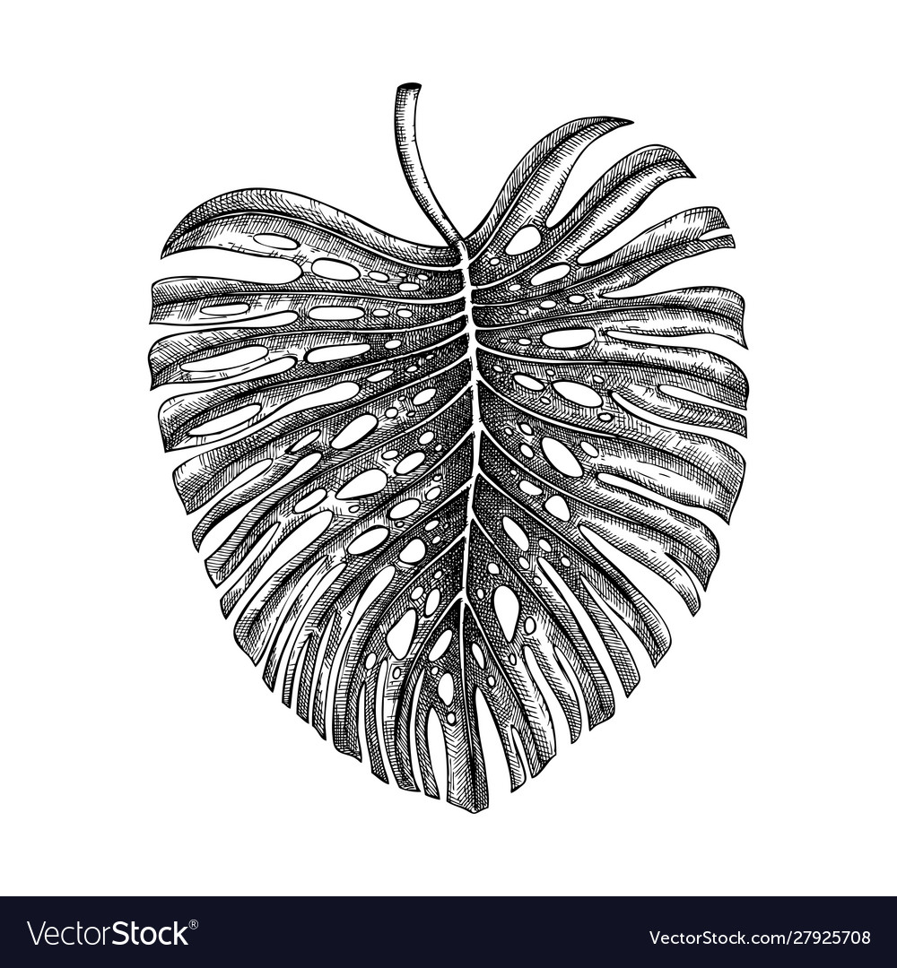 Monstera leaf hand drawn tropical tree leav Vector Image