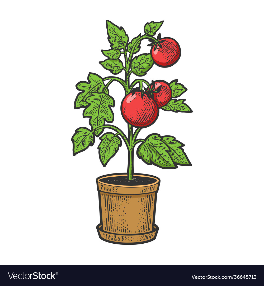 Discover more than 77 tomato plant sketch - in.eteachers