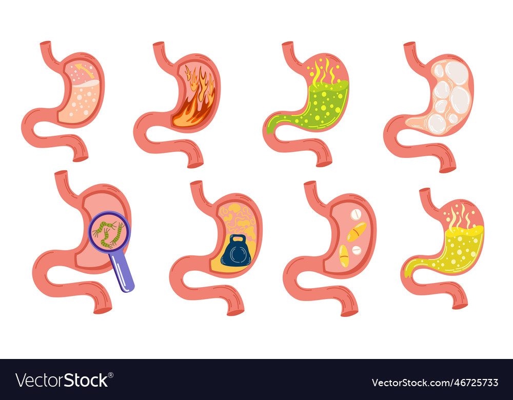 0284 Stomach Royalty Free Vector Image - Vectorstock