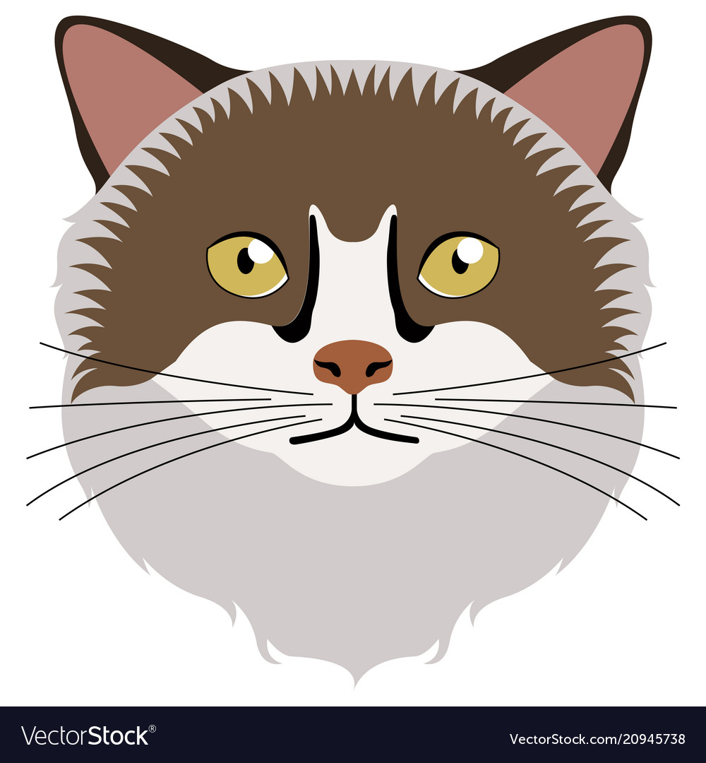 Birman cat avatar breeds Royalty Free Vector Image