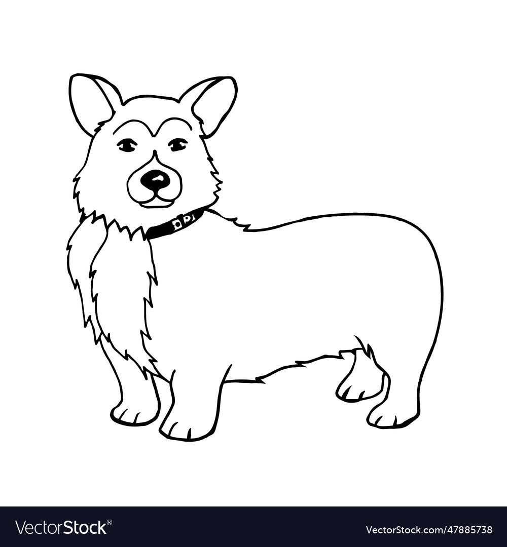 Corgi dog Royalty Free Vector Image - VectorStock