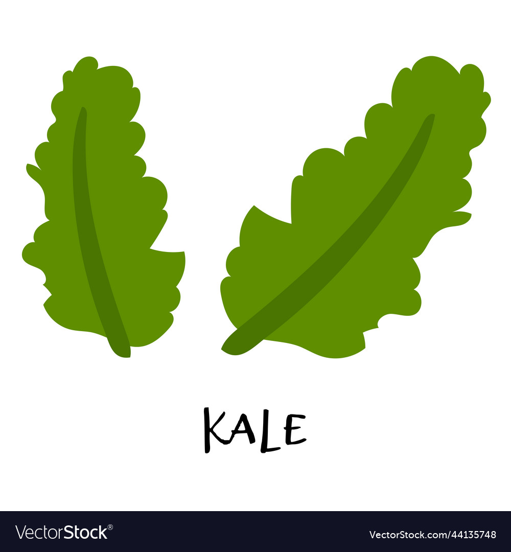 Kale in hand drawn flat style