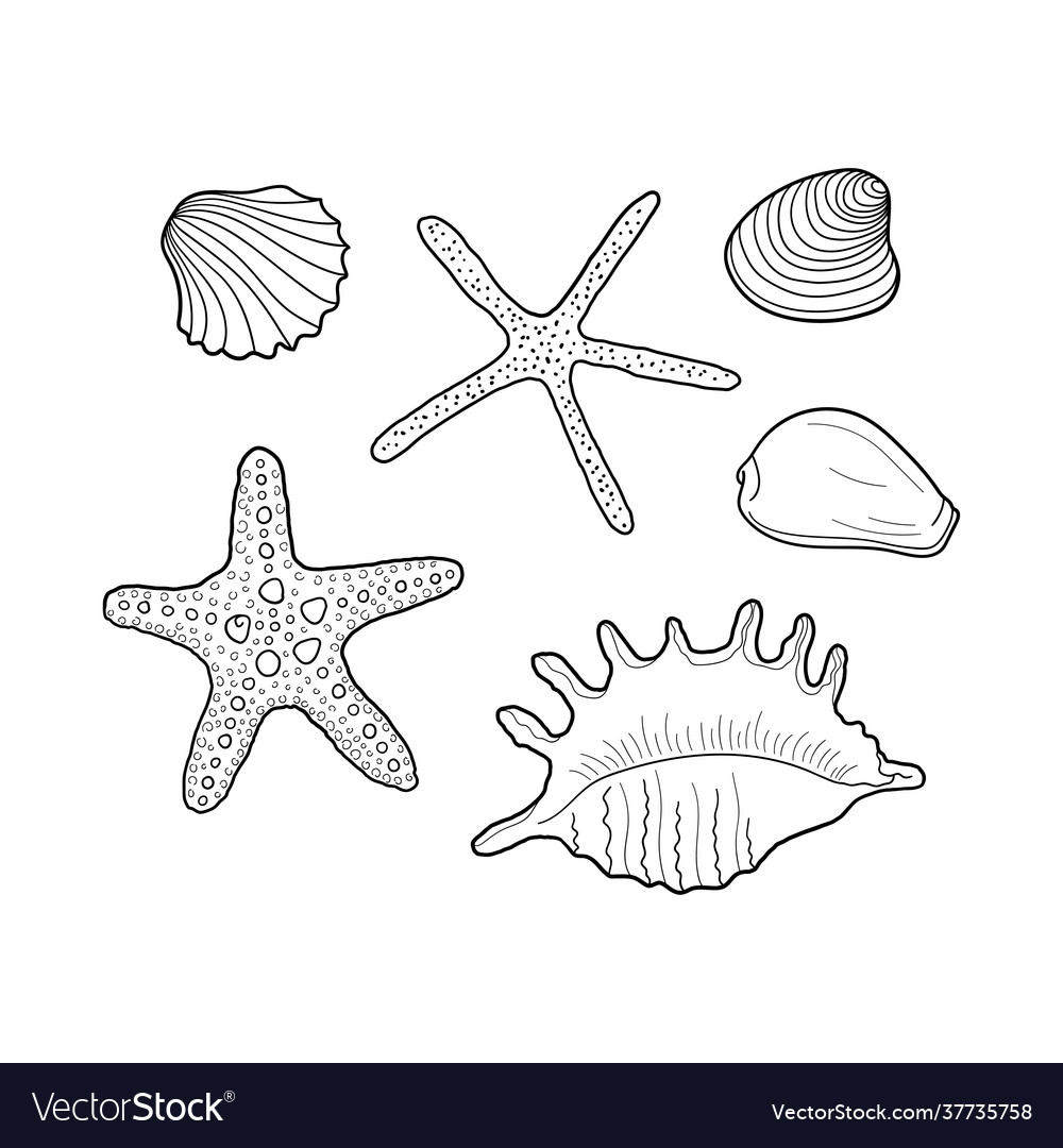 Seashells set collection shells different