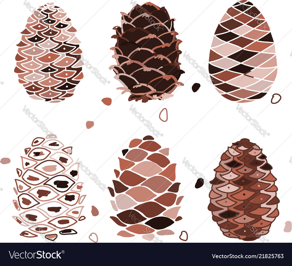 Cedar cone set sketch for your design
