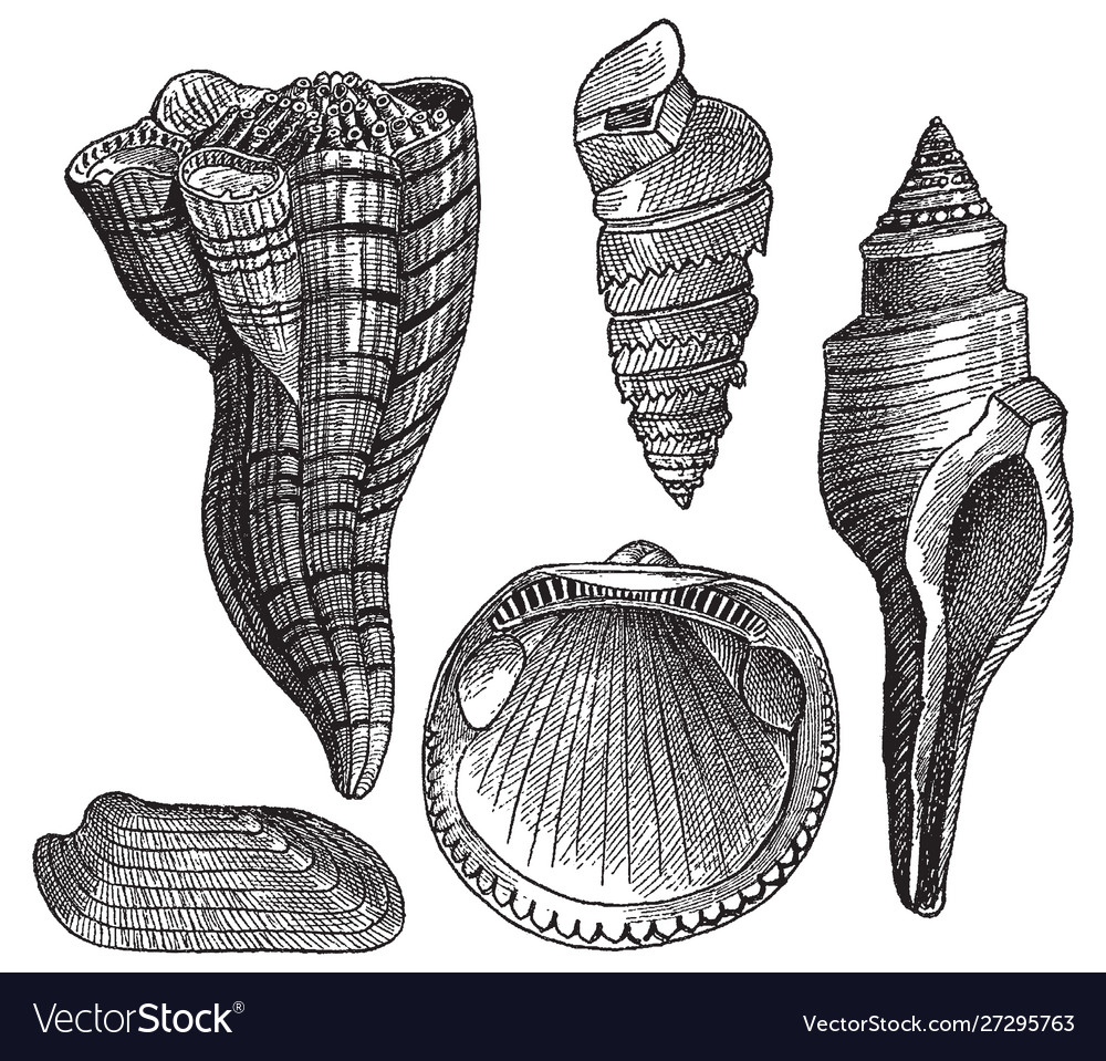 Vintage engraving gastropods Royalty Free Vector Image