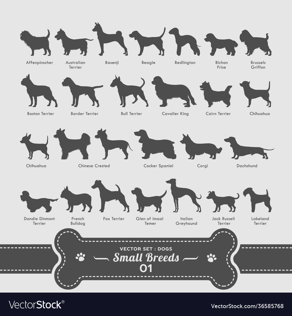 Dog setting