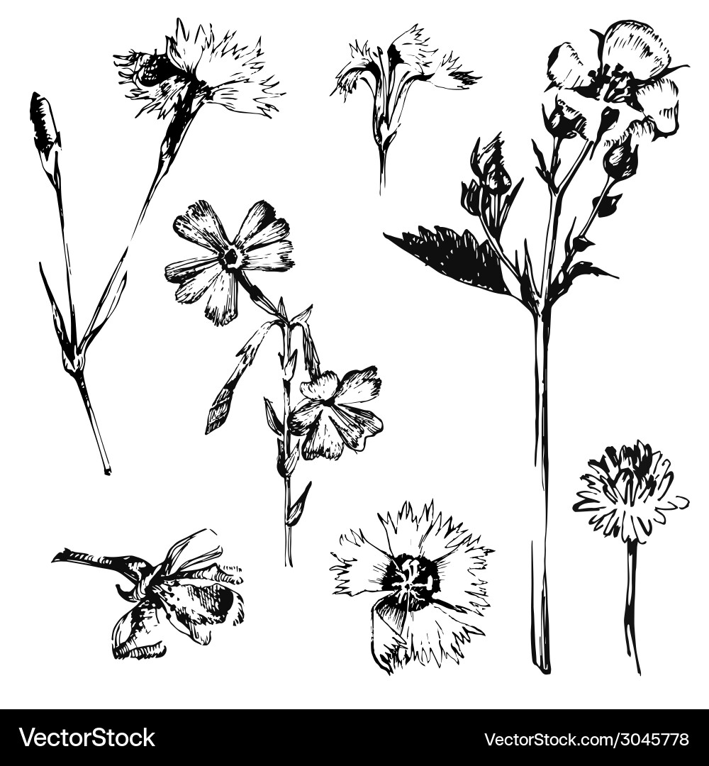 Hand drawn spring flowers Royalty Free Vector Image