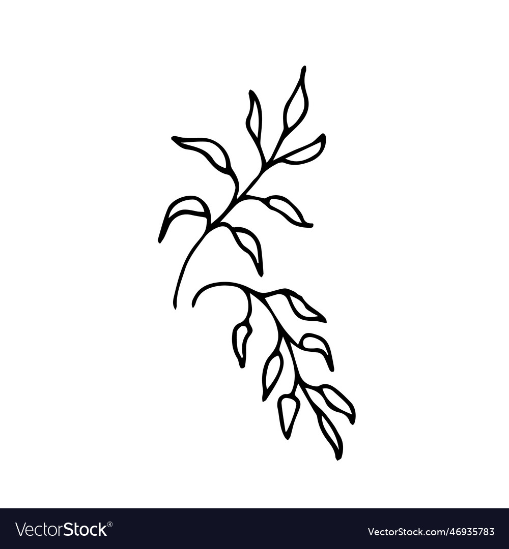 Sketch of a plant Royalty Free Vector Image - VectorStock