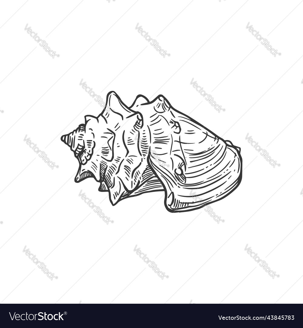 Sketch sea shell underwater mollusk clam conch Vector Image