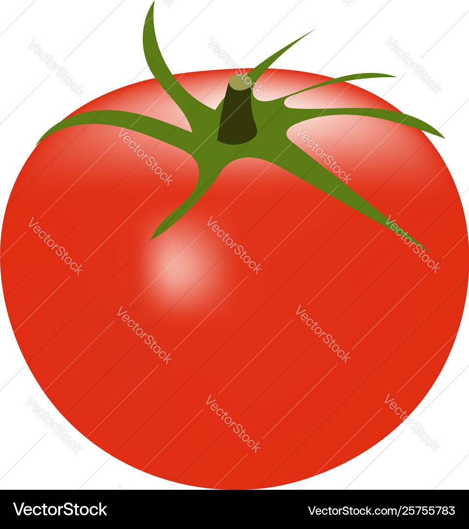 Tomato Royalty Free Vector Image - VectorStock
