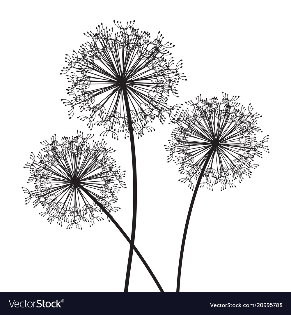 Black and white dandelion set Royalty Free Vector Image