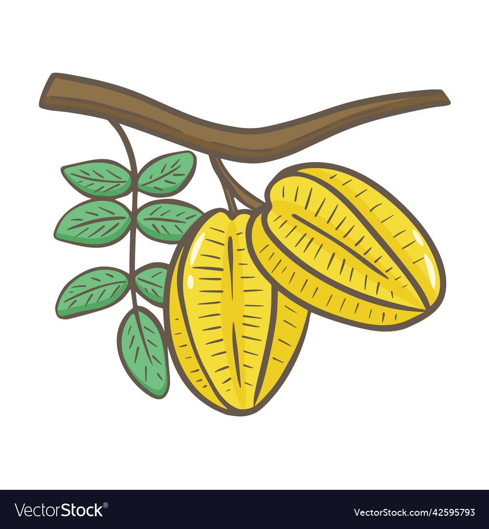 Carambola fruit on branch with leaves hand drawn