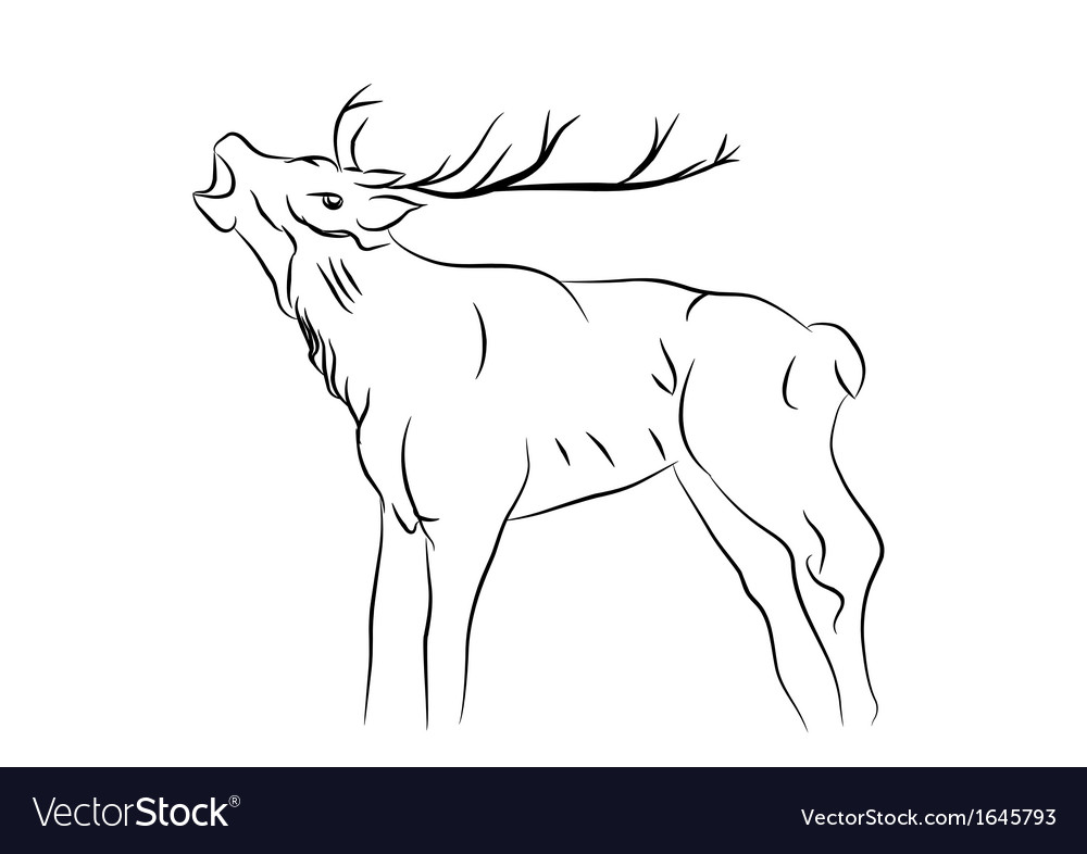 Sketch of a deer