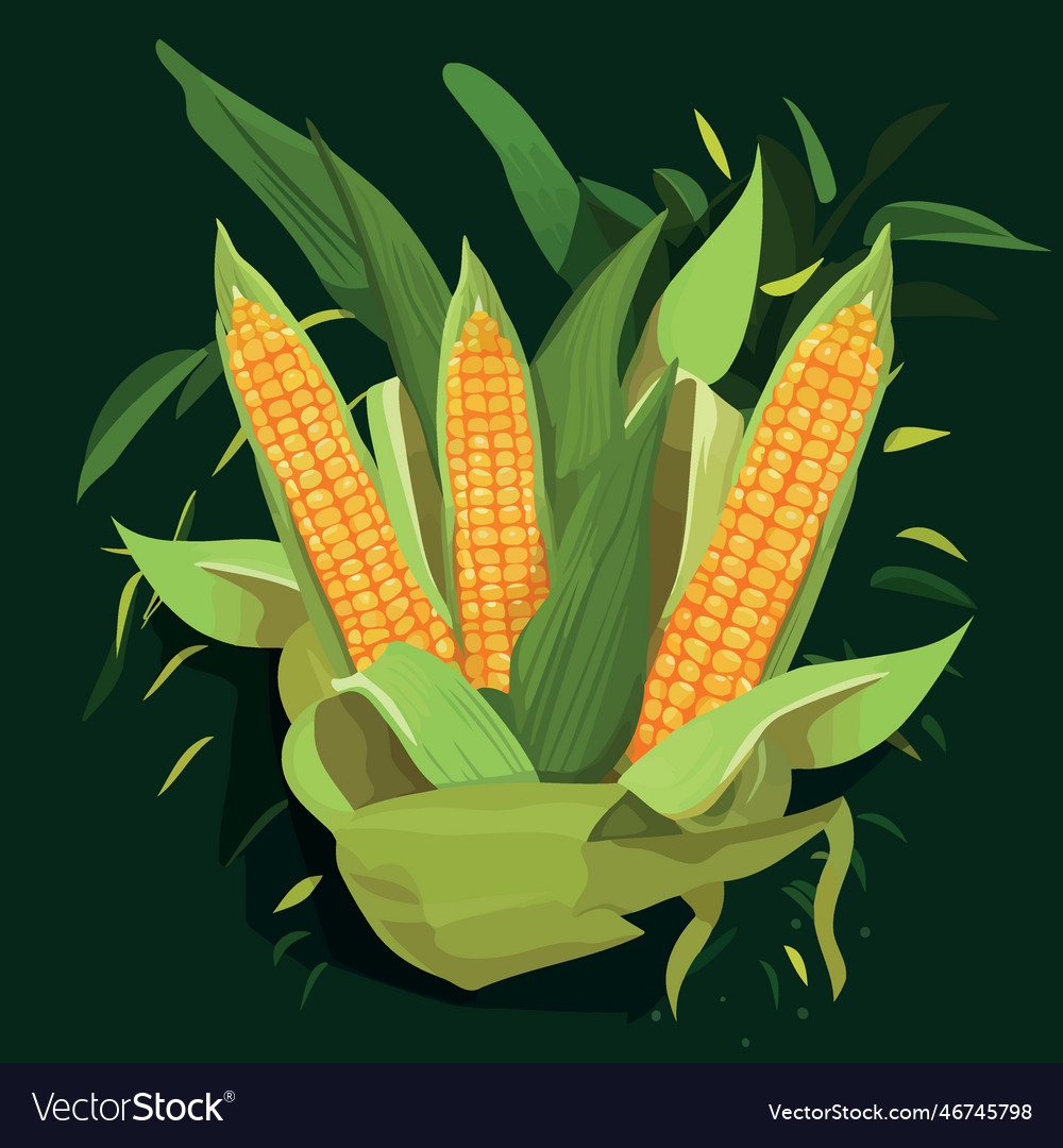 Ripe corn on the cob vegetable food
