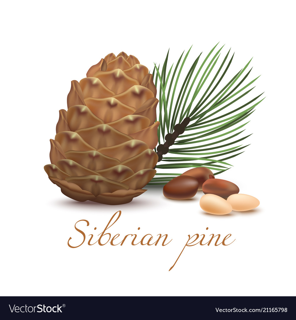 Siberian pine cone branch nuts and kernel vector image Siberian pine cone branch nuts and kernel