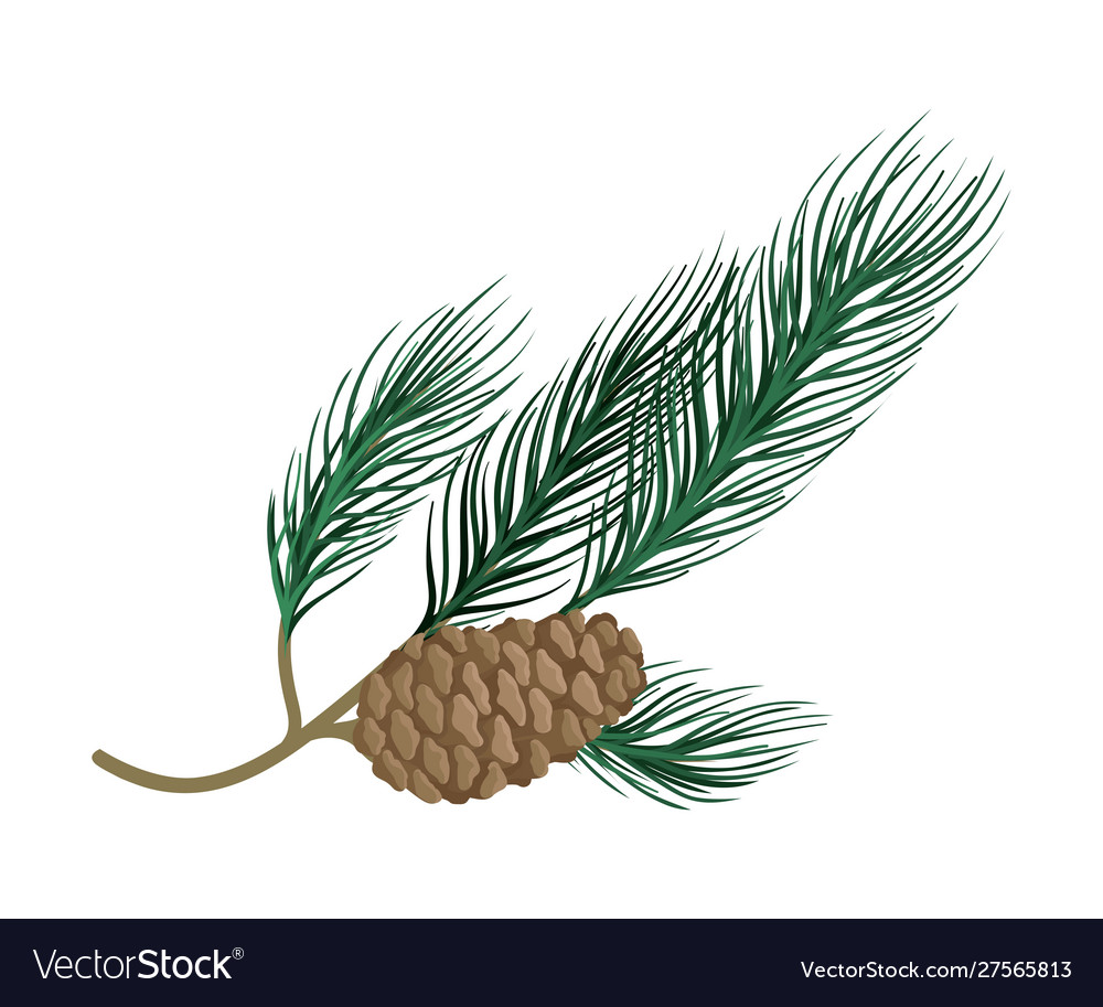 Branch with needles and a cone vector image Branch with needles and a cone