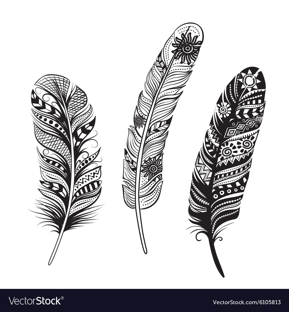 Feathers of birds Royalty Free Vector Image - VectorStock