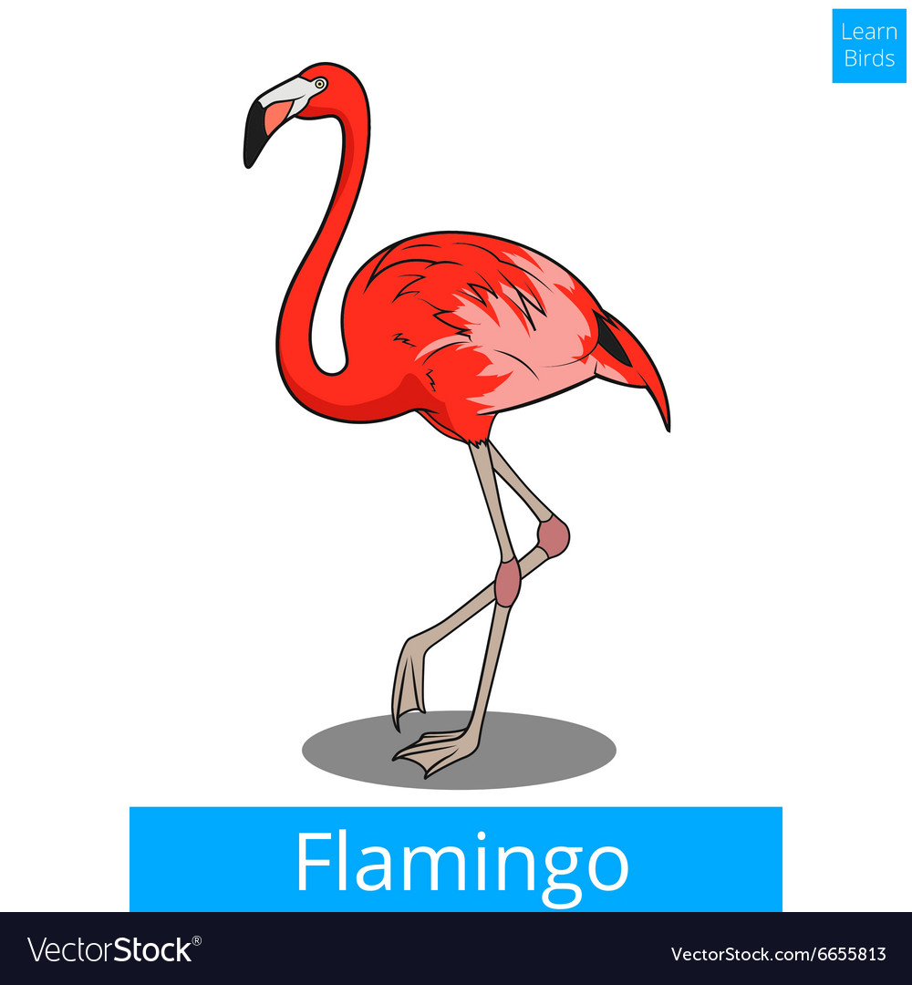 Flamingo learn birds educational game Royalty Free Vector