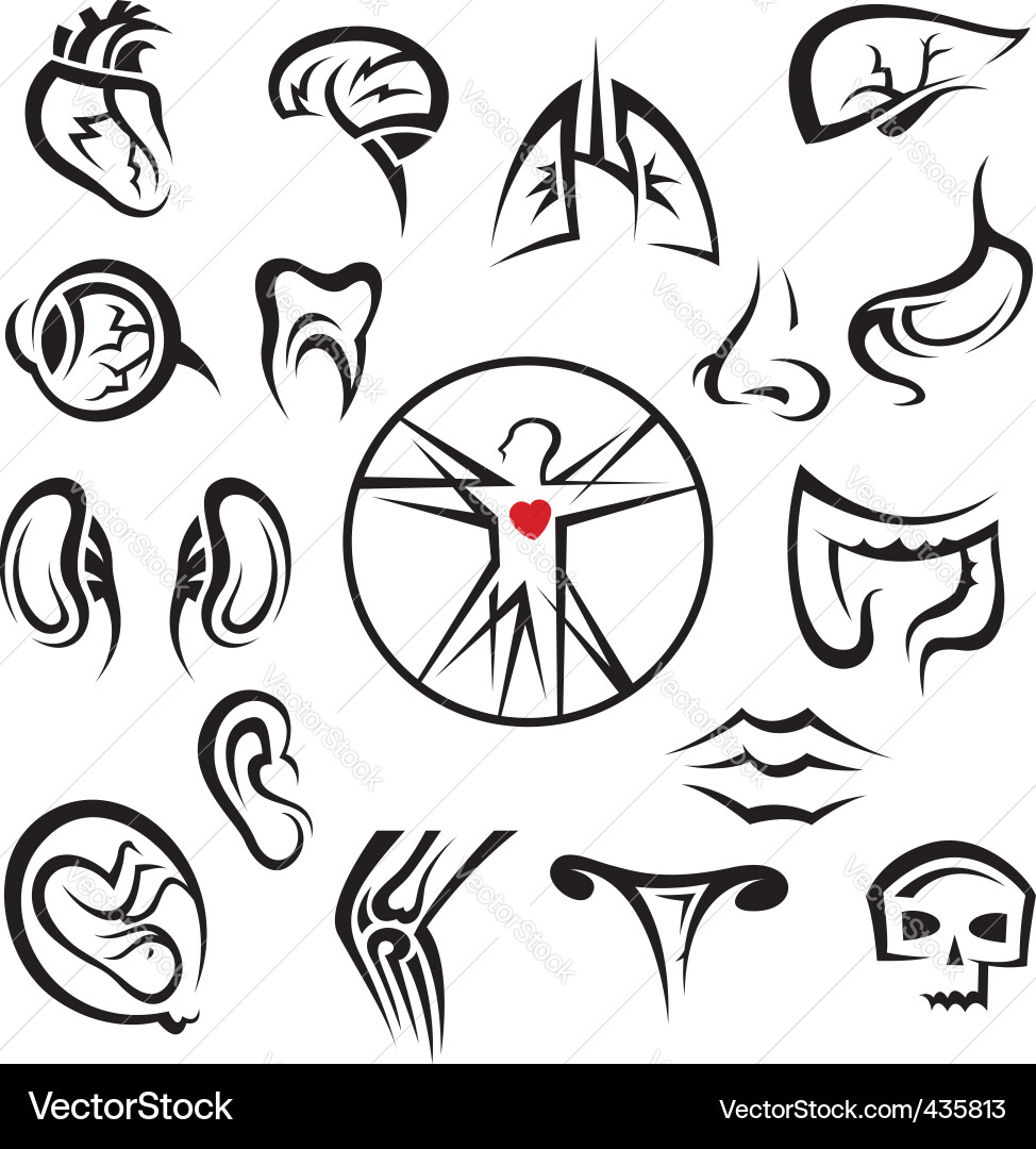 Human organs Royalty Free Vector Image - VectorStock