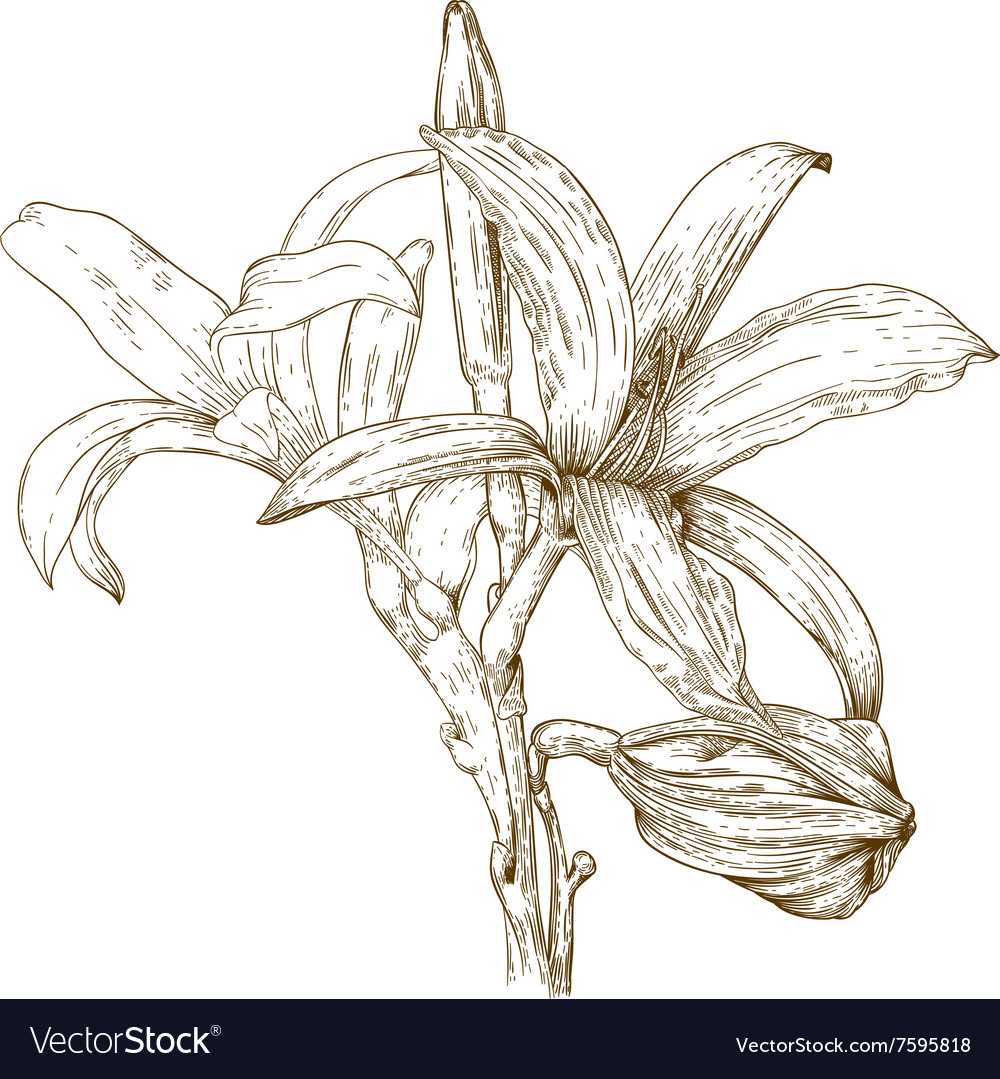 Engraving lily Royalty Free Vector Image - VectorStock