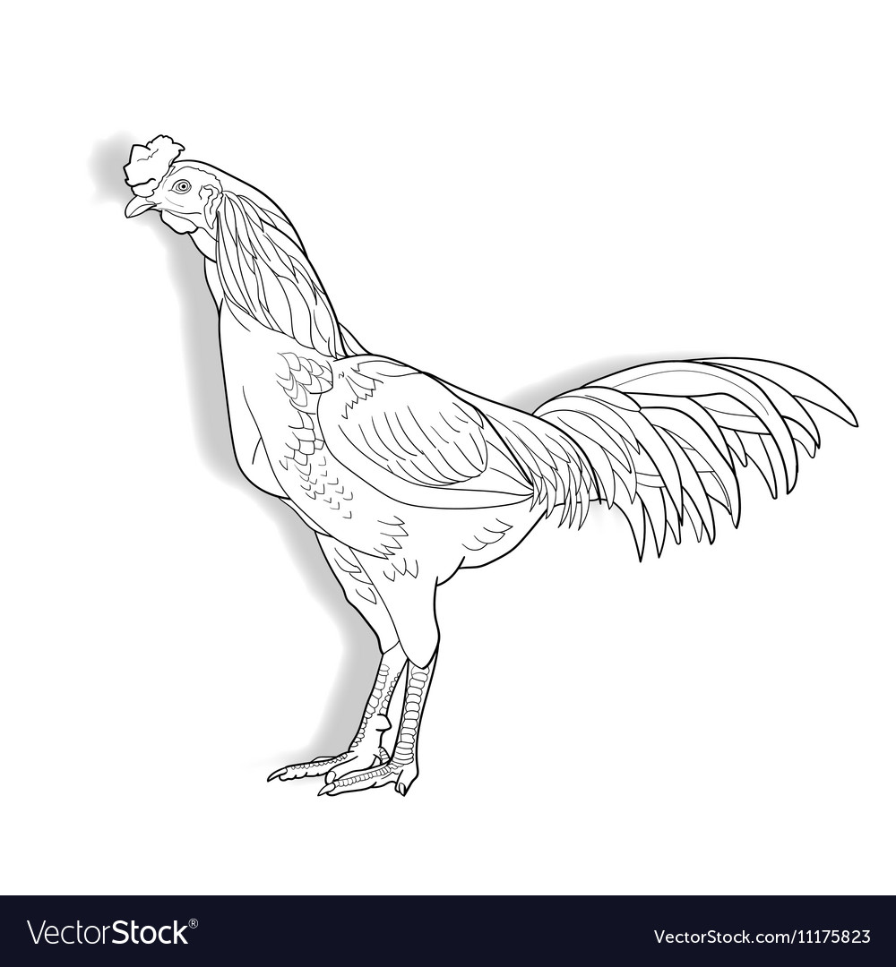 Drawing of cock isolated on white background