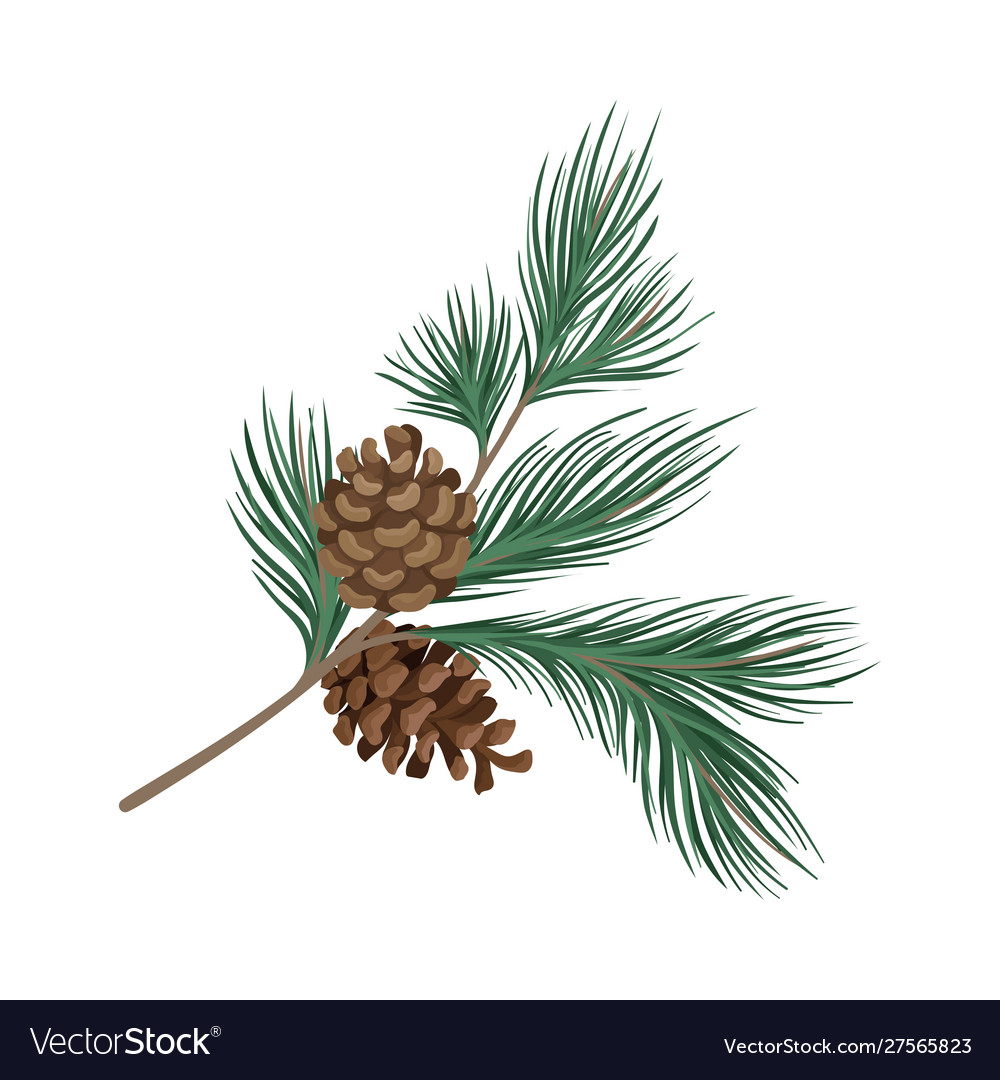 Pine Branch with Cones