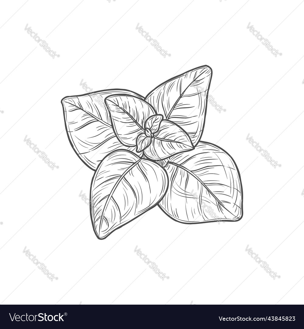 Sketch Mint Leaves Menthol Or Spearmint Royalty Free Vector