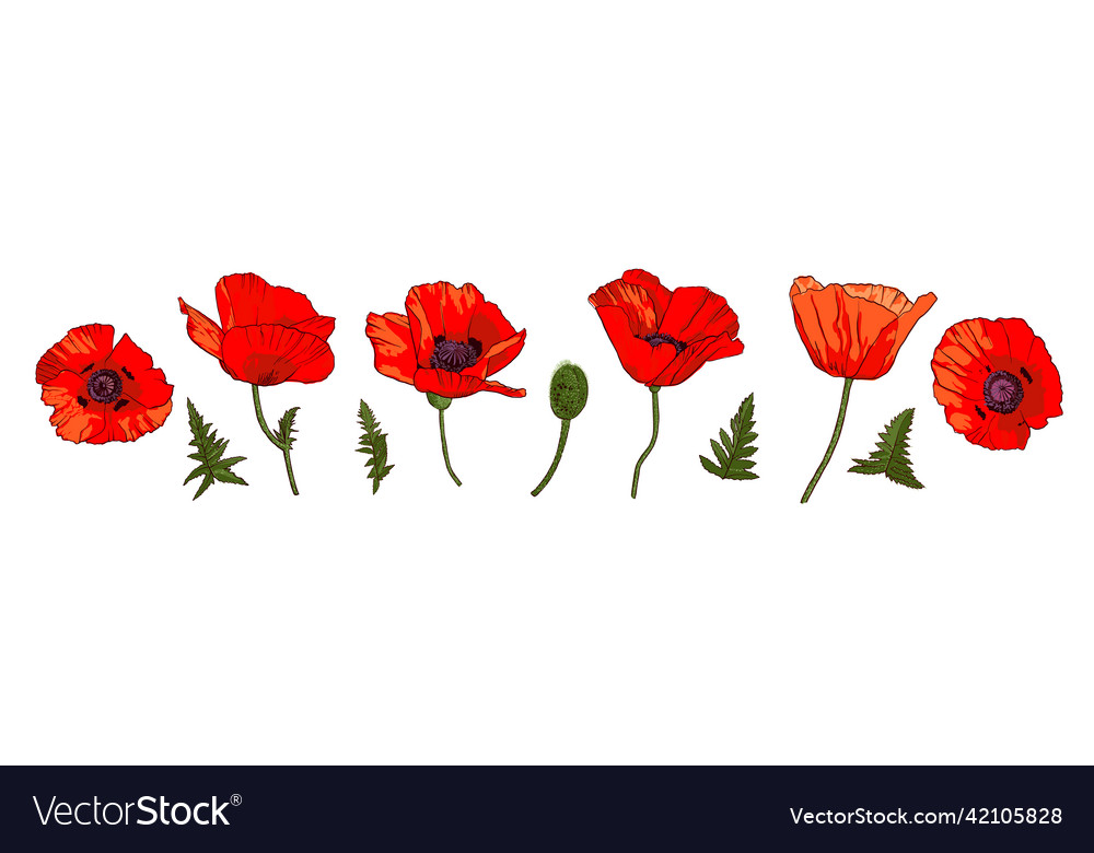 Set of hand drawn wild red poppy flowers isolated