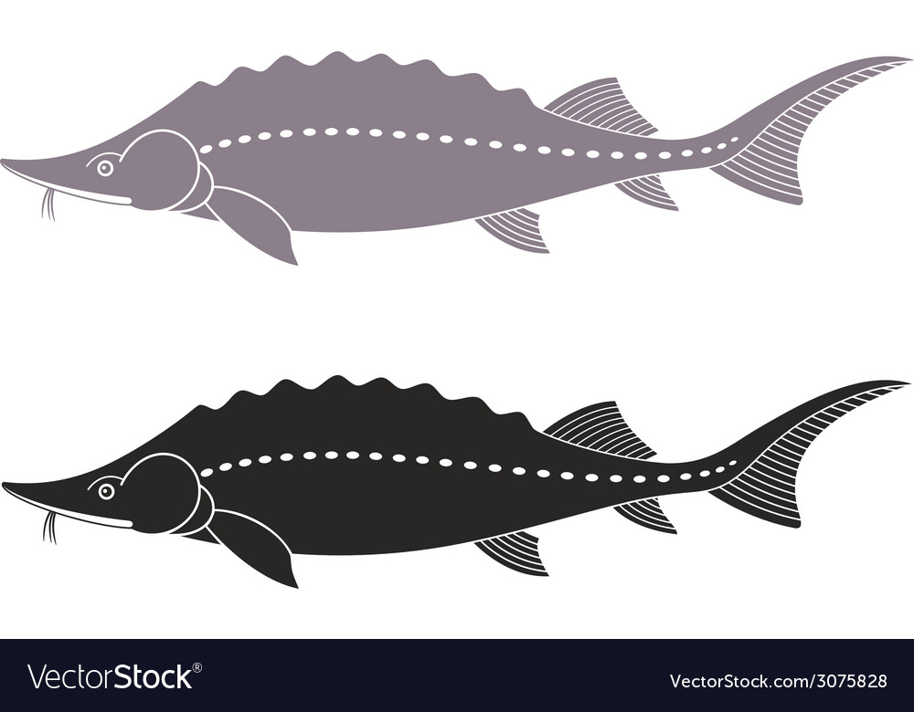 Sturgeon