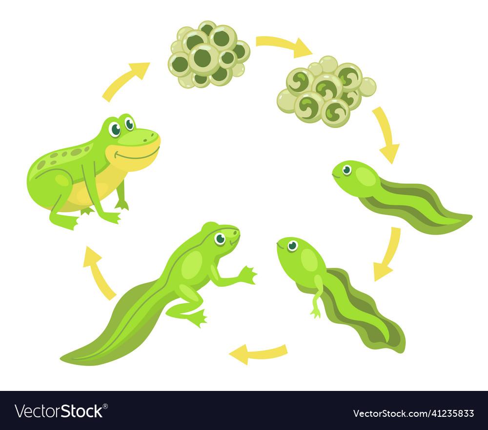 Funny frog cartoon character life cycle set Vector Image