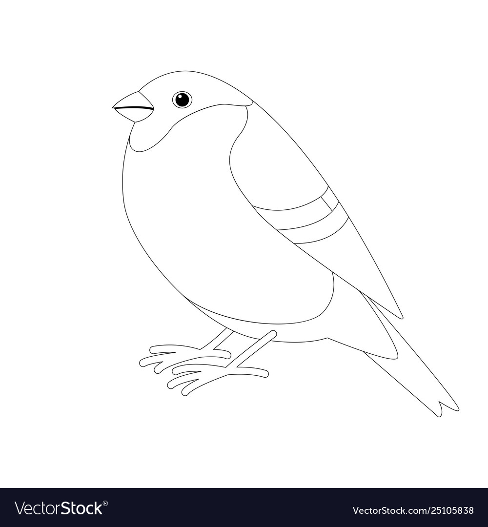 Bullfinch bird lining draw profile