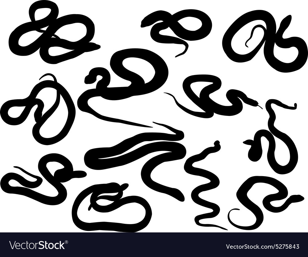 Snake Royalty Free Vector Image - VectorStock