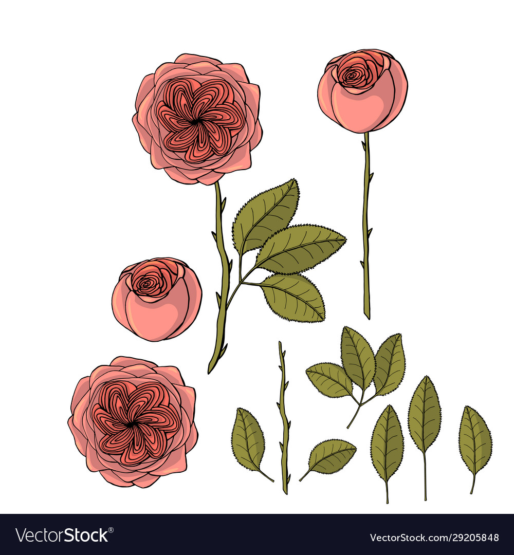 Hand drawn garden rose juliet flower floral