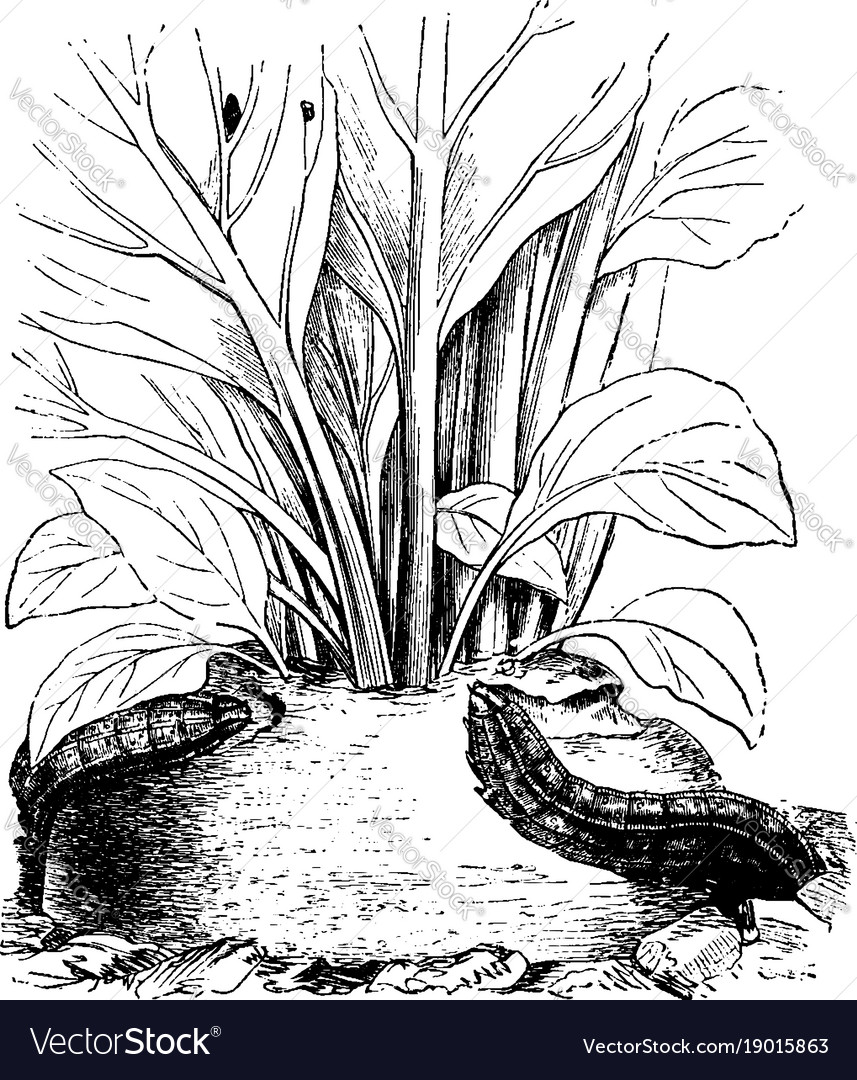 Caterpillar of turnip moth vintage