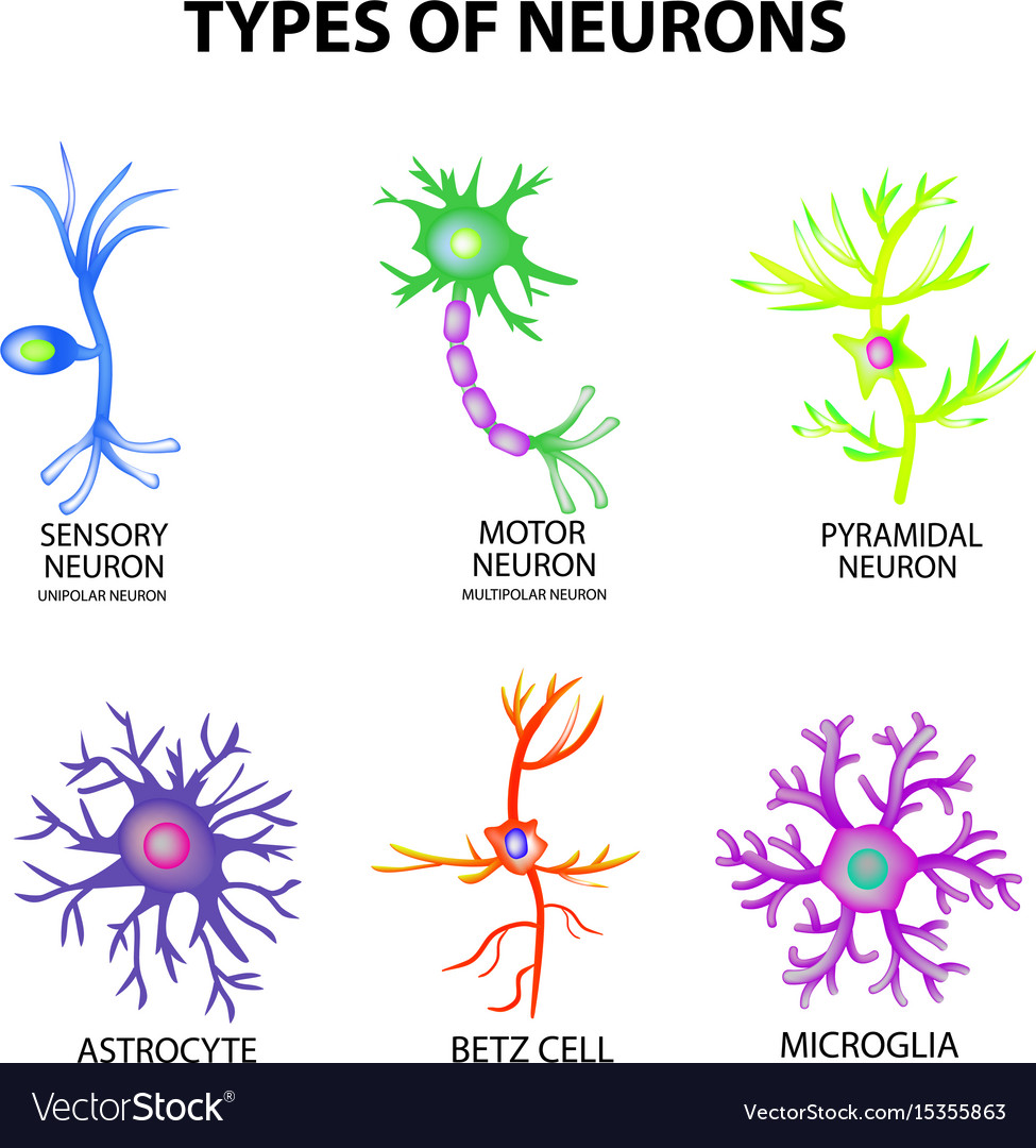 Neuron Types & Structure