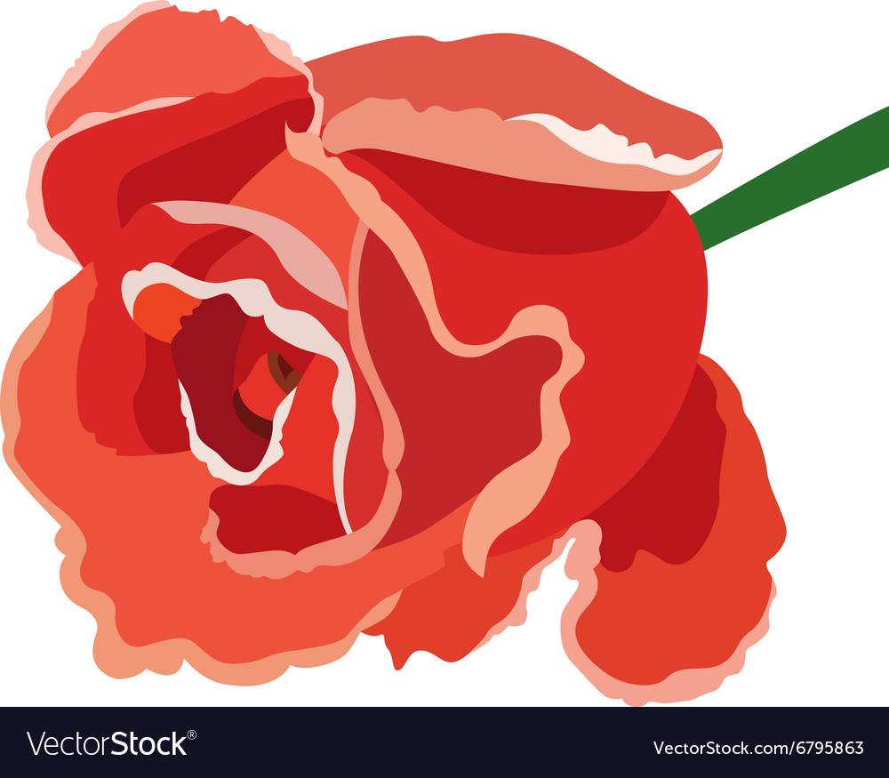 Red rose Royalty Free Vector Image - VectorStock