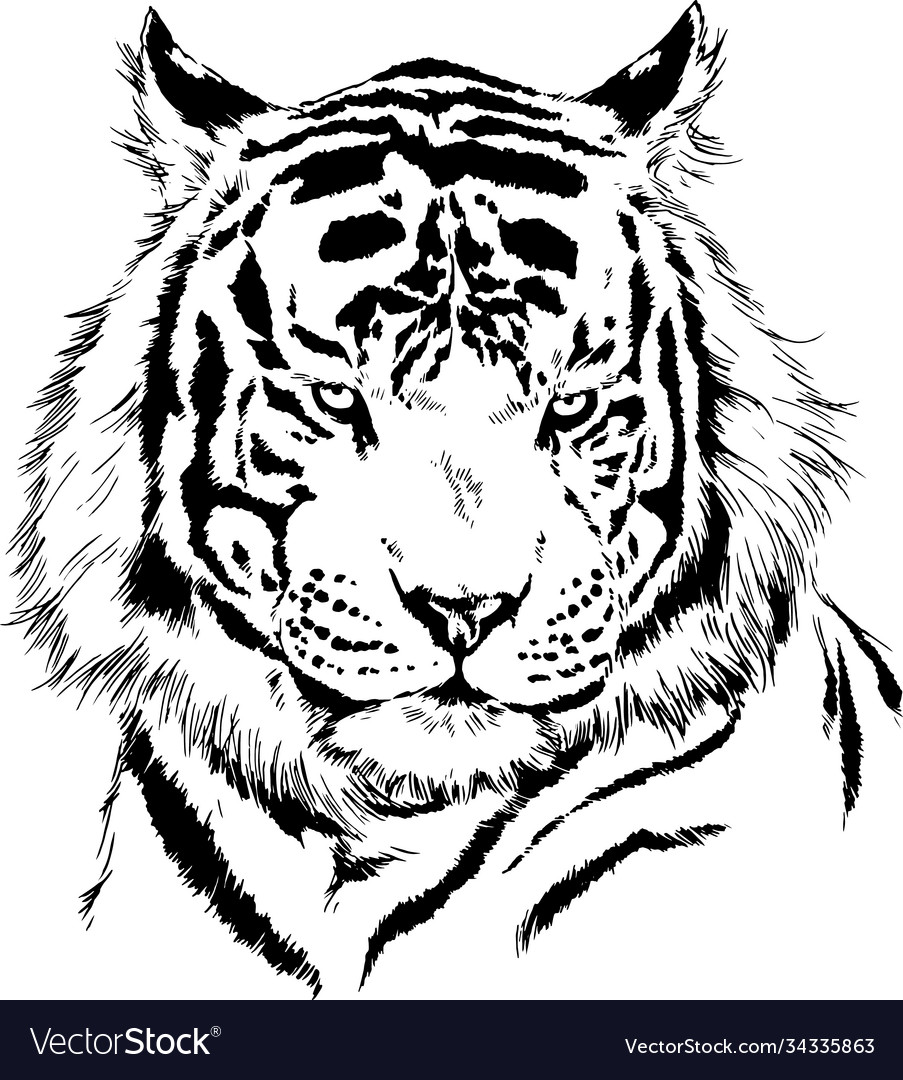 Tiger drawn with ink from hands Royalty Free Vector Image