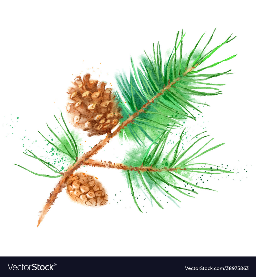 Watercolor pine fir branch cone painted isolated Vector Image