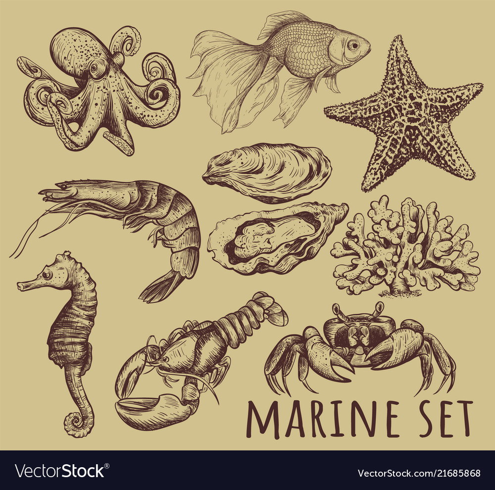 Marine animals collection