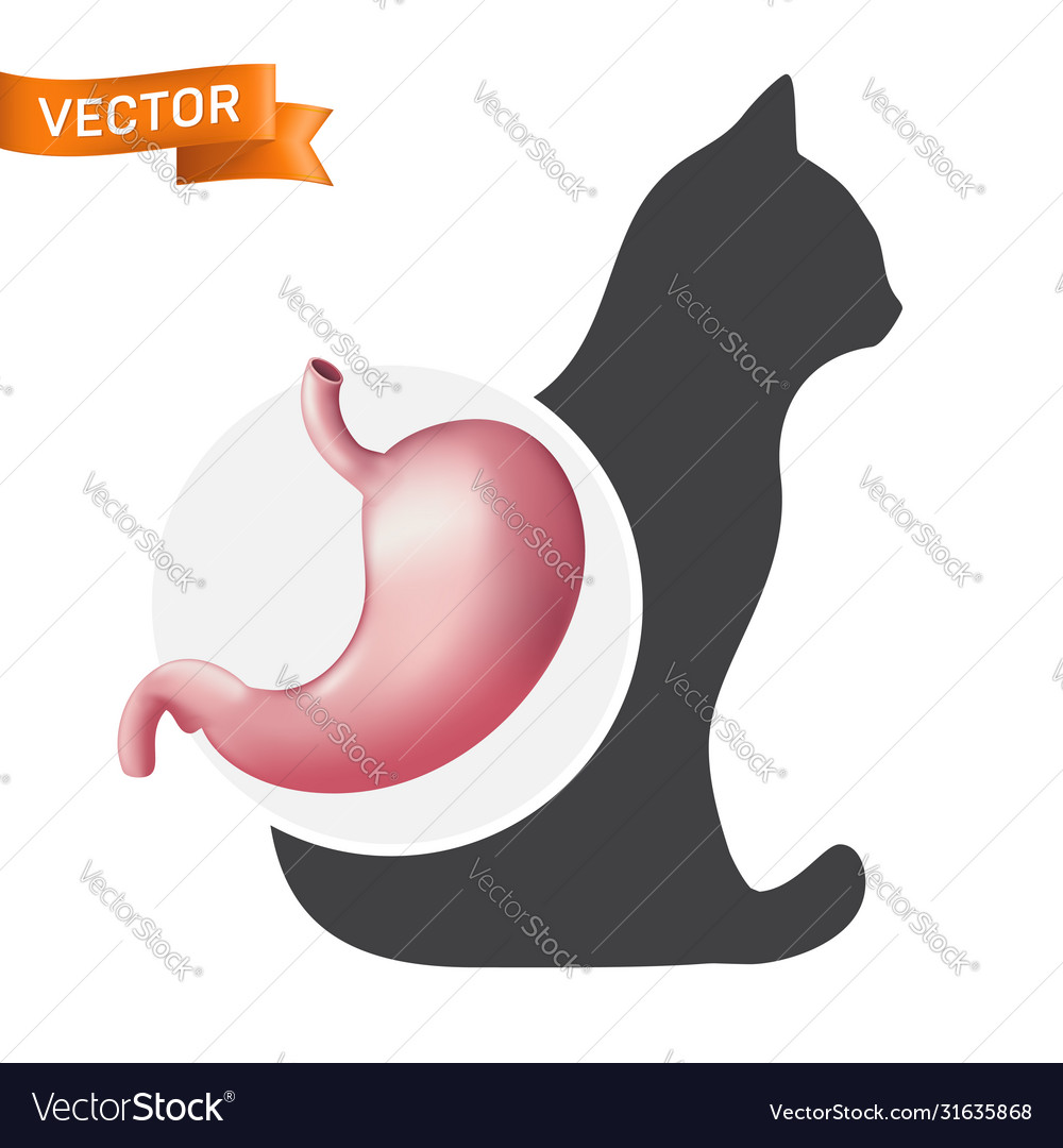 Realistic stomach organ on cat animal Royalty Free Vector Realistic stomach organ on cat animal Royalty Free Vector