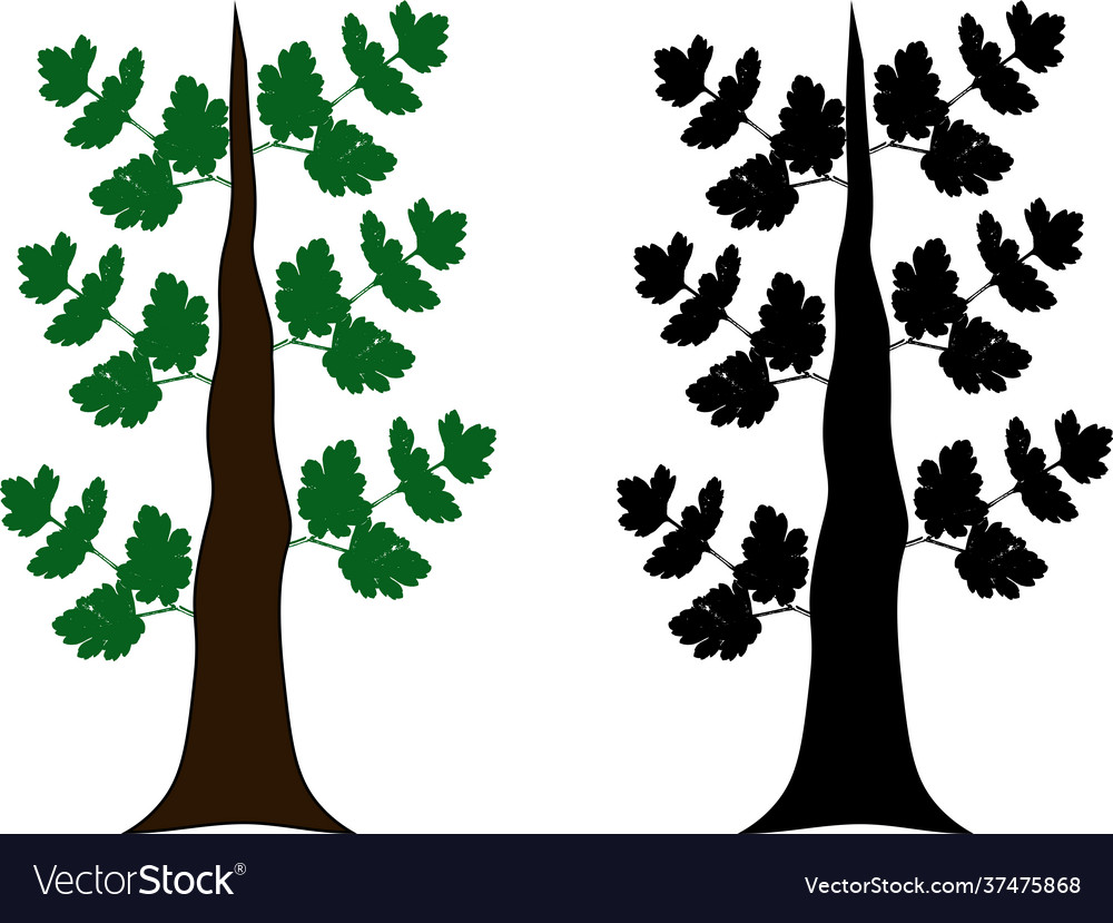 Two different styled trees vector image Two different styled trees