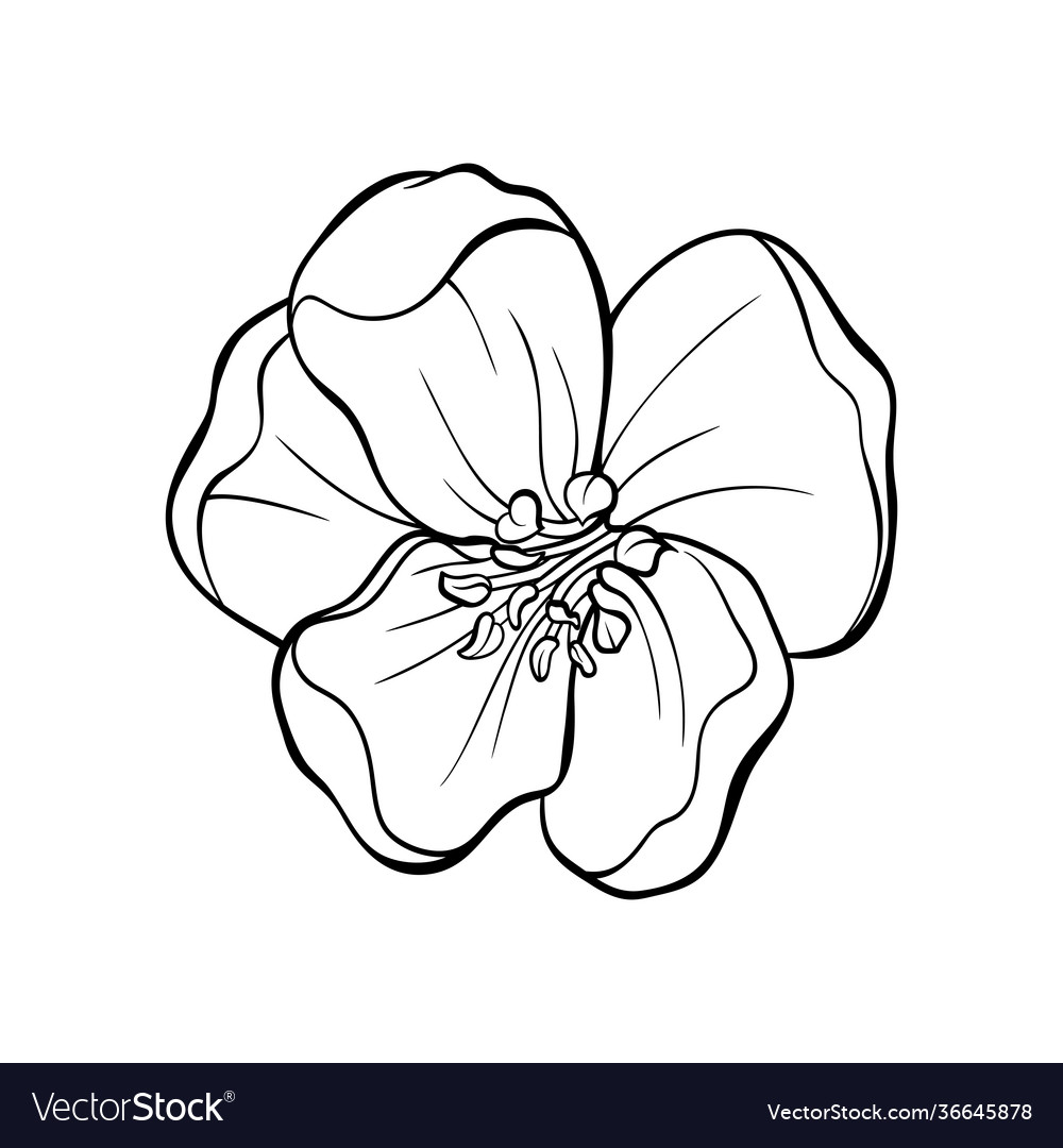 Japanese apple tree flower head contour drawing Vector Image