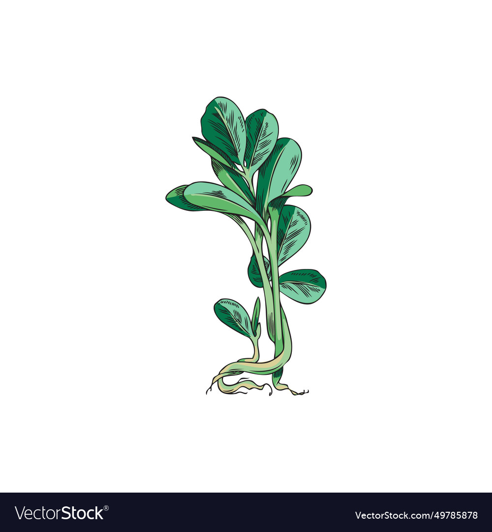 Microgreen fenugreek in sketch style