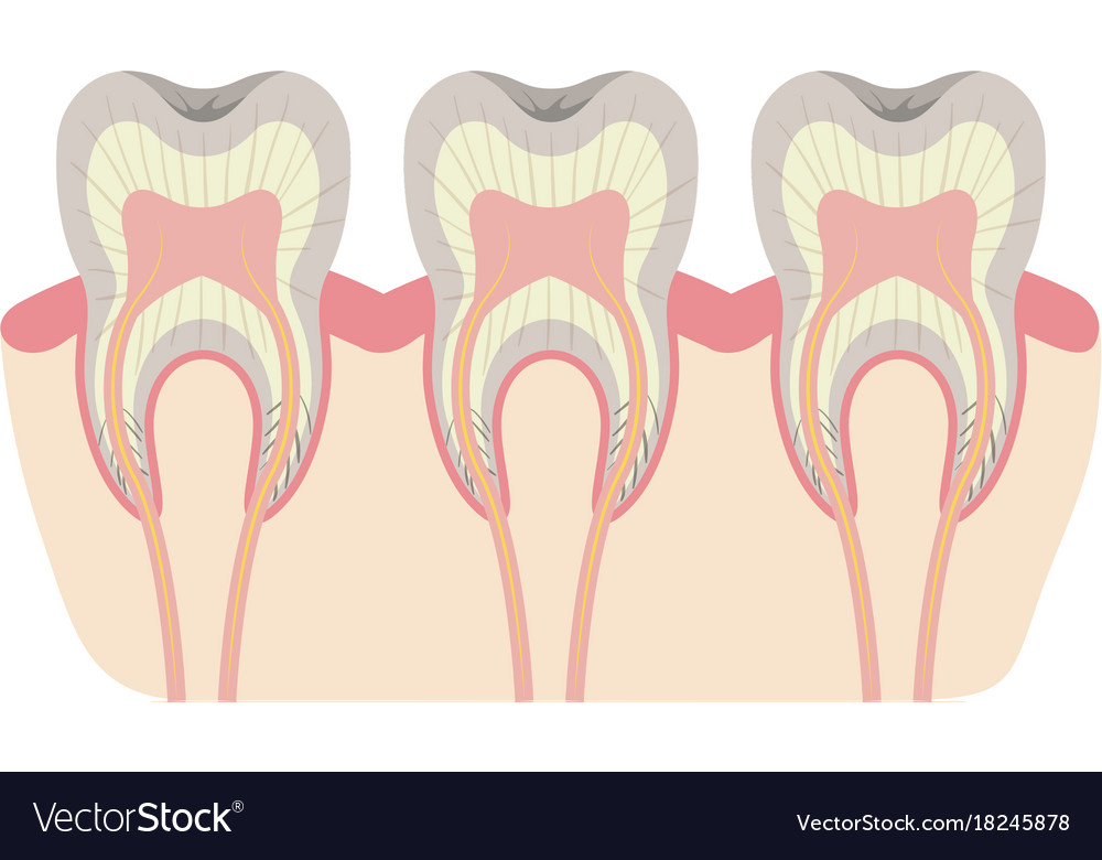 Teeth with nerve and tooth root view colorful