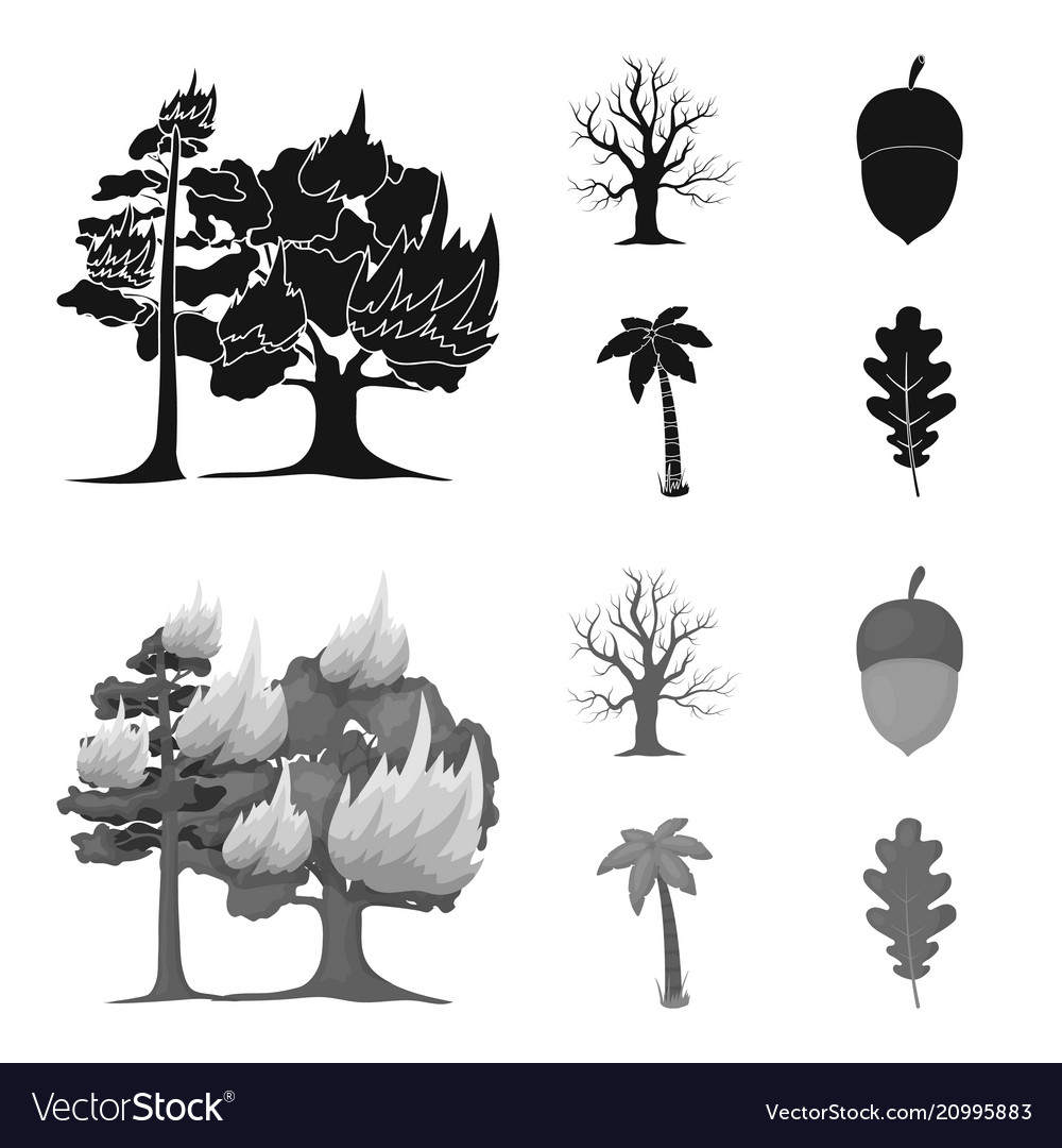 Burning tree palm acorn dry treeforest set